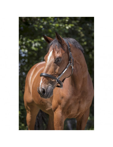 Licol cuir Norton PRO marron FULL - Nature Horse