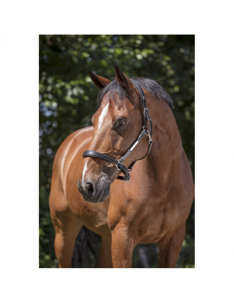 Licol cuir Norton PRO marron FULL - Nature Horse
