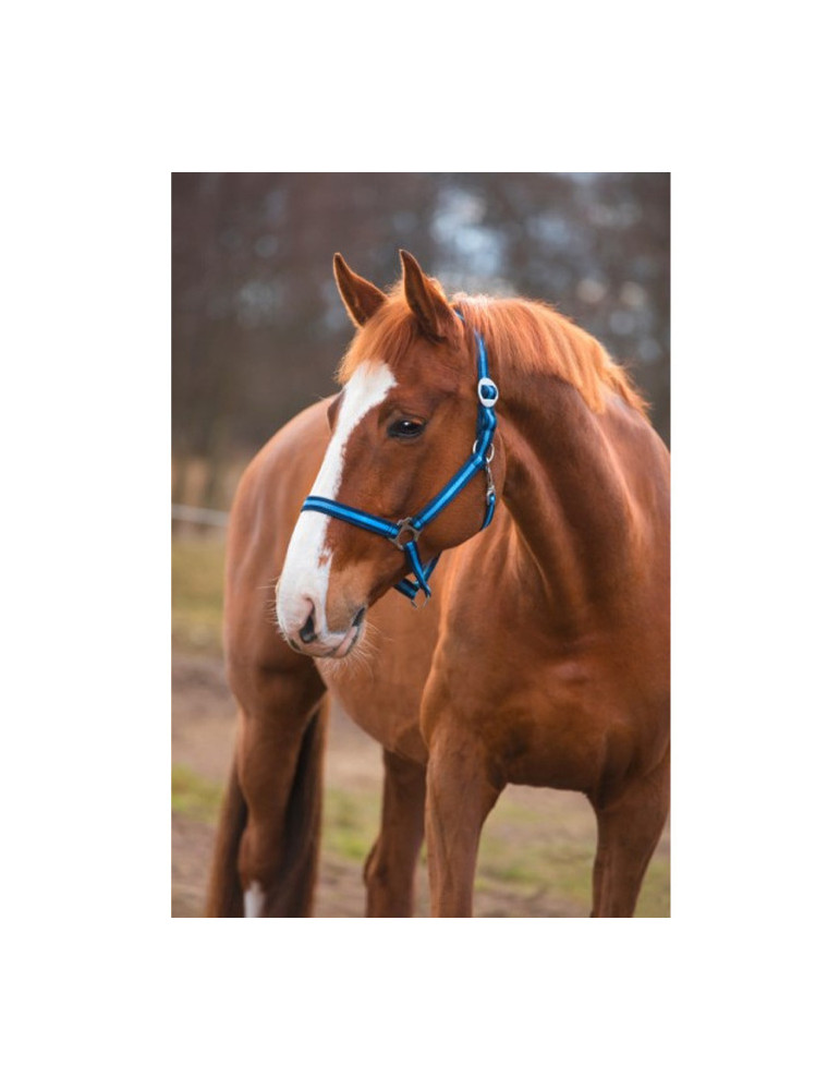 LICOL PONY