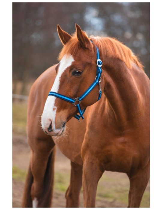 LICOL PONY