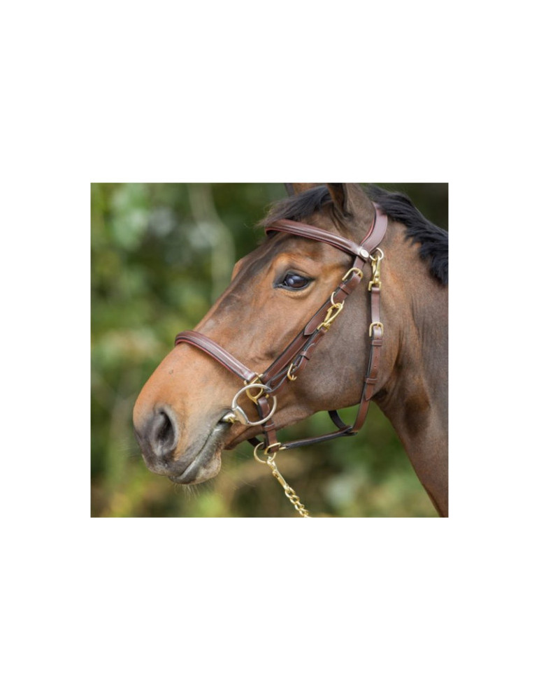 COMBO BRIDLE/HALTER - BLACK - COB - Nature Horse Langon