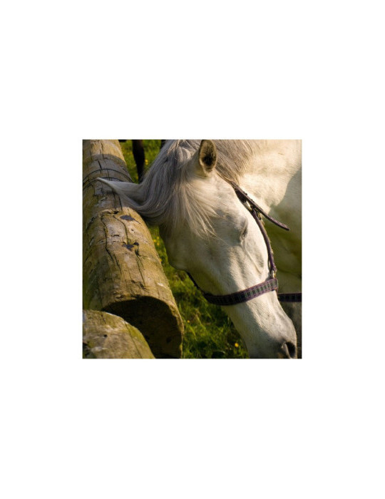 Derfly Animaderm 250ml - Nature Horse Langon
