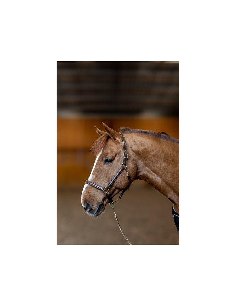 Licol cuir "Little Groom" Brun Cob