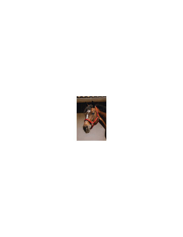 Licol JACQUARDS rouge PONEY