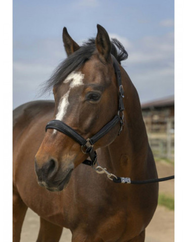 Licol Noir Equithème Strass poney